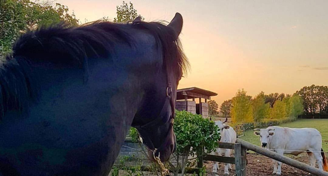 La Magnifica B&B Fauglia Eksteriør bilde